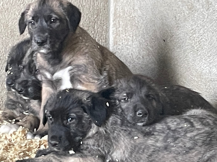 IKC REG. IRISH WOLFHOUND PUPPIES 8