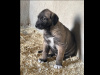 IKC REG. IRISH WOLFHOUND PUPPIES 7