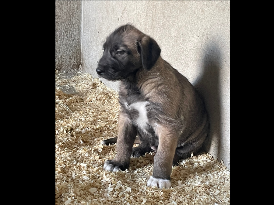 IKC REG. IRISH WOLFHOUND PUPPIES 7