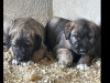 IKC REG. IRISH WOLFHOUND PUPPIES 5
