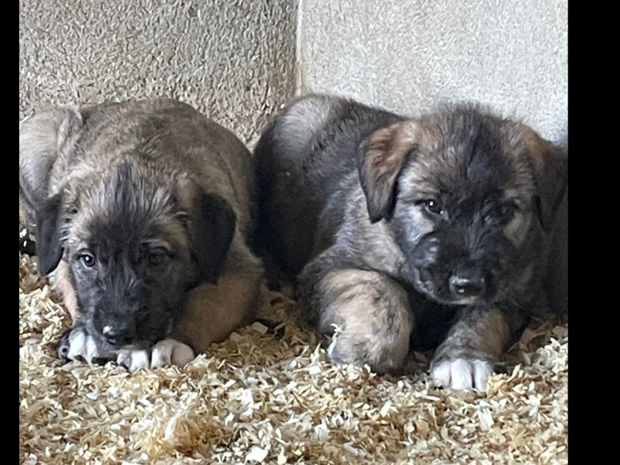 IKC REG. IRISH WOLFHOUND PUPPIES 5
