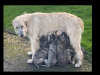 IKC REG. IRISH WOLFHOUND PUPPIES 1