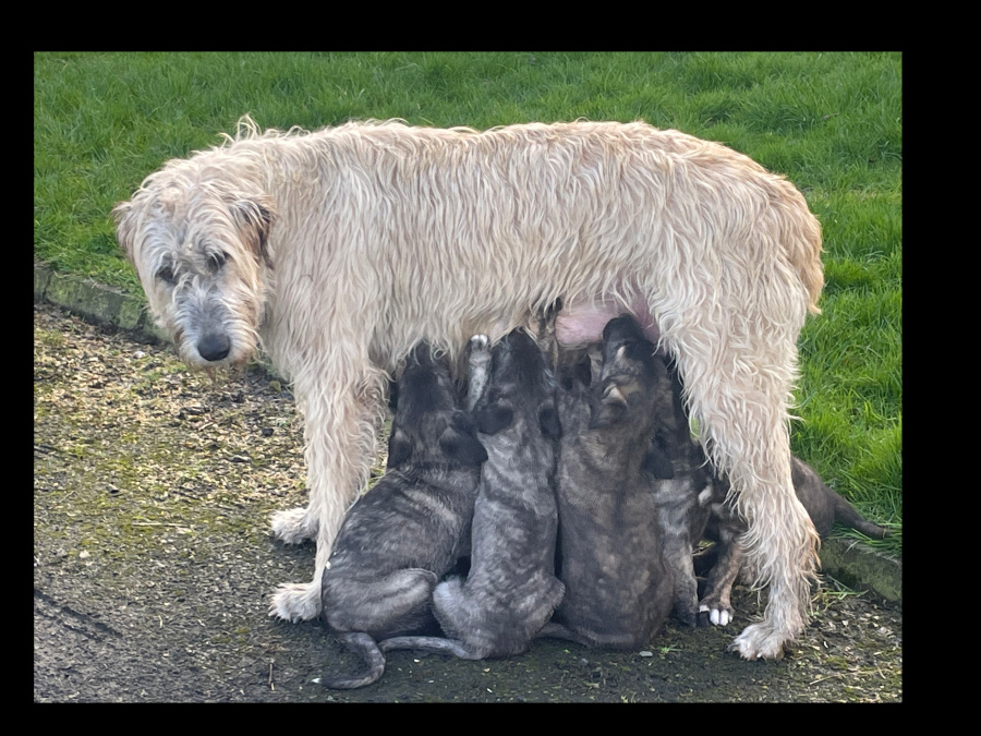 IKC REG. IRISH WOLFHOUND PUPPIES 1