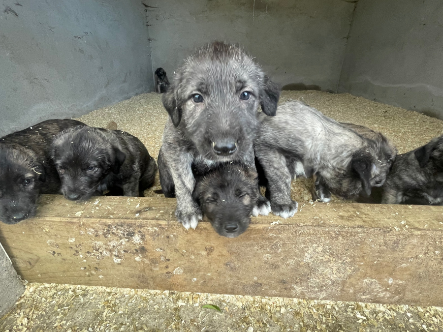 IKC REG. IRISH WOLFHOUND PUPPIES 6