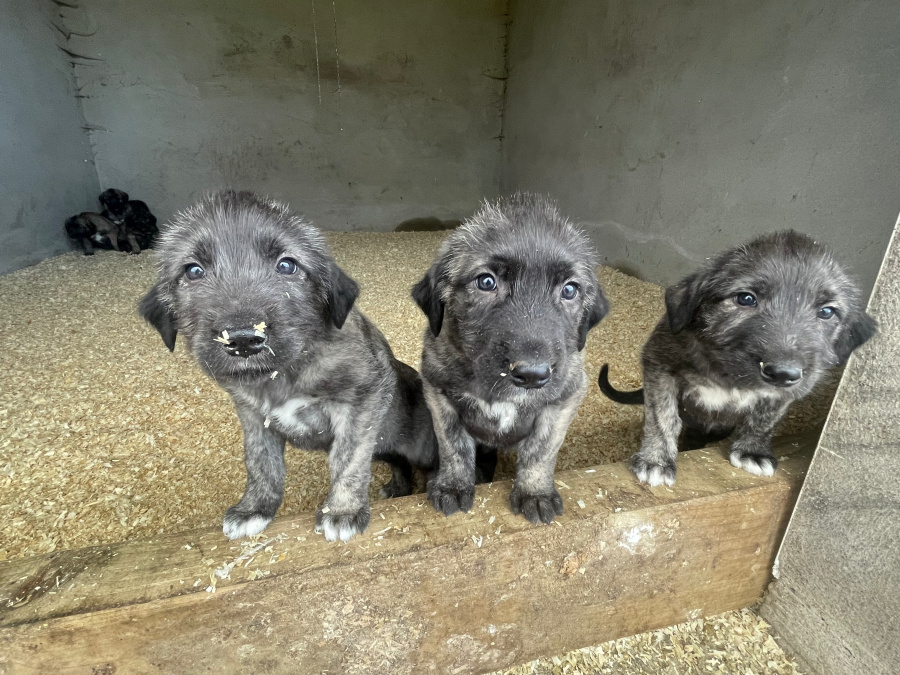IKC REG. IRISH WOLFHOUND PUPPIES 4