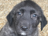 IKC REG. IRISH WOLFHOUND PUPPIES 3