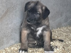 IKC REG. IRISH WOLFHOUND PUPPIES 2