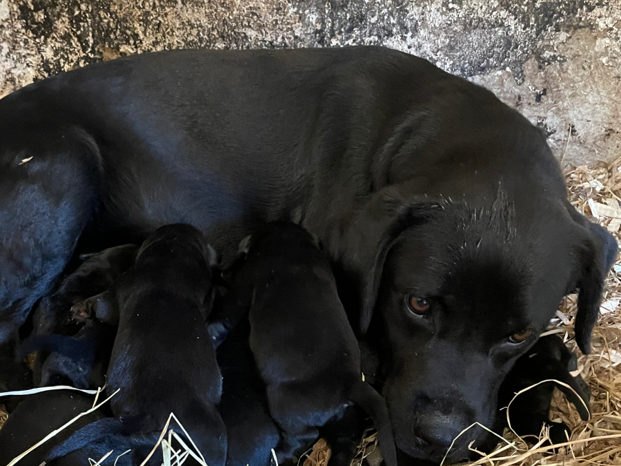 Beautiful Black Labrador Pups 5