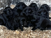 Beautiful Black Labrador Pups 2