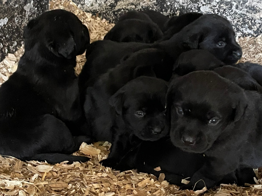 Beautiful Black Labrador Pups