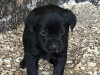 Beautiful Black Labrador Pups 3