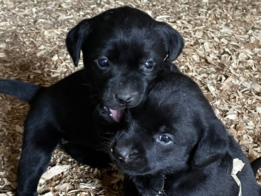 Beautiful Black Labrador Pups 4