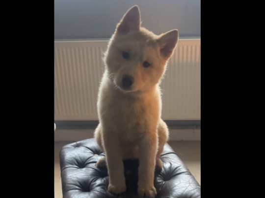 Huskita girl pup for sale