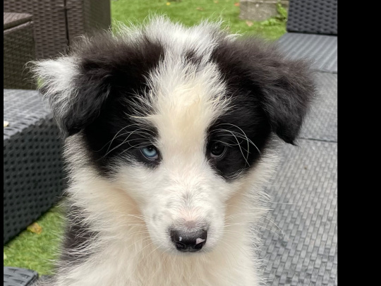 Rough Collie / Samoyed