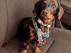 Beautiful full breed Dachshund for Stud 1