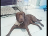 Chocolate Labrador for sale 1