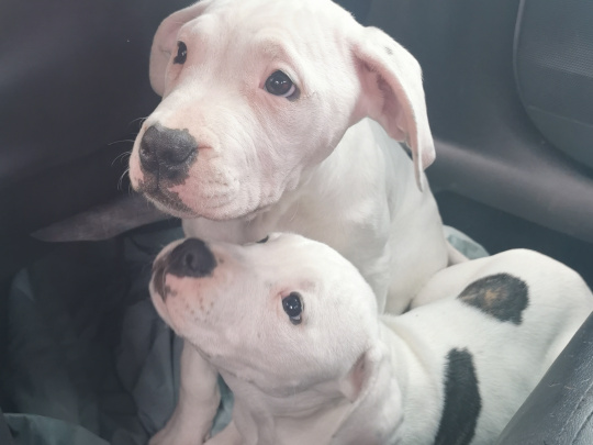 Purebred Pitbull puppies