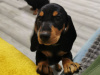 Cute standard Dachshund for SALE 9