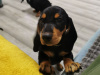 Cute standard Dachshund for SALE 6