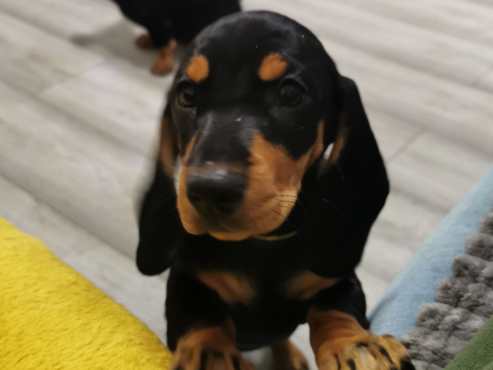 Standard Dachshund for SALE ❤️