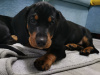 Cute standard Dachshund for SALE 12