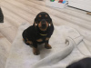 Cute standard Dachshund for SALE 2