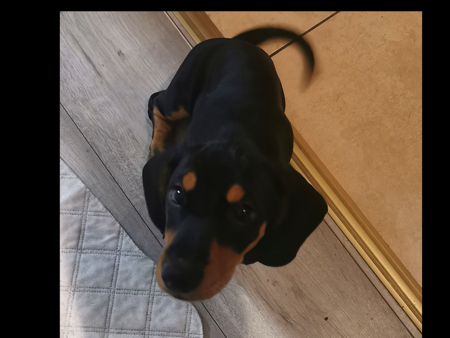 Cute standard Dachshund for SALE 3