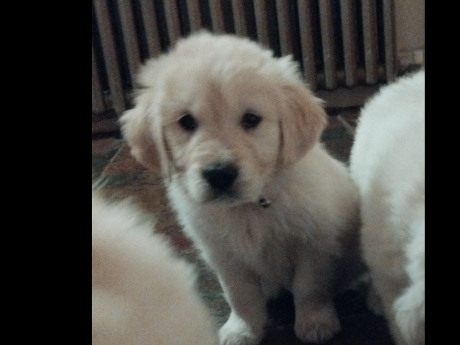 Adorable Golden Retriever Puppies 2