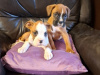 Boxer pups 1