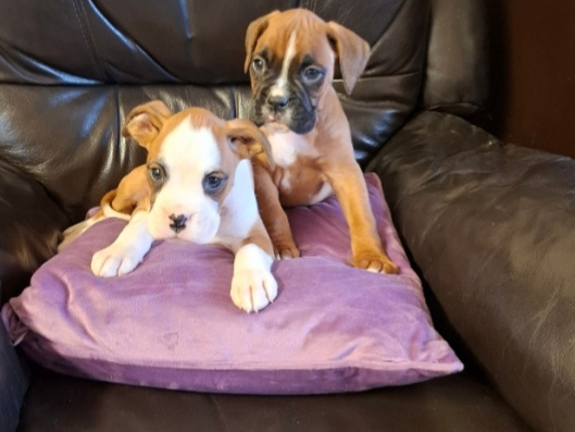 Boxer pups 3