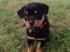 Rottweiler Puppies 3