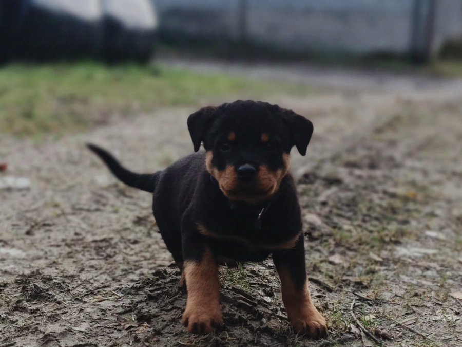 Rottweiler Puppies 4