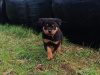 Rottweiler Puppies 2