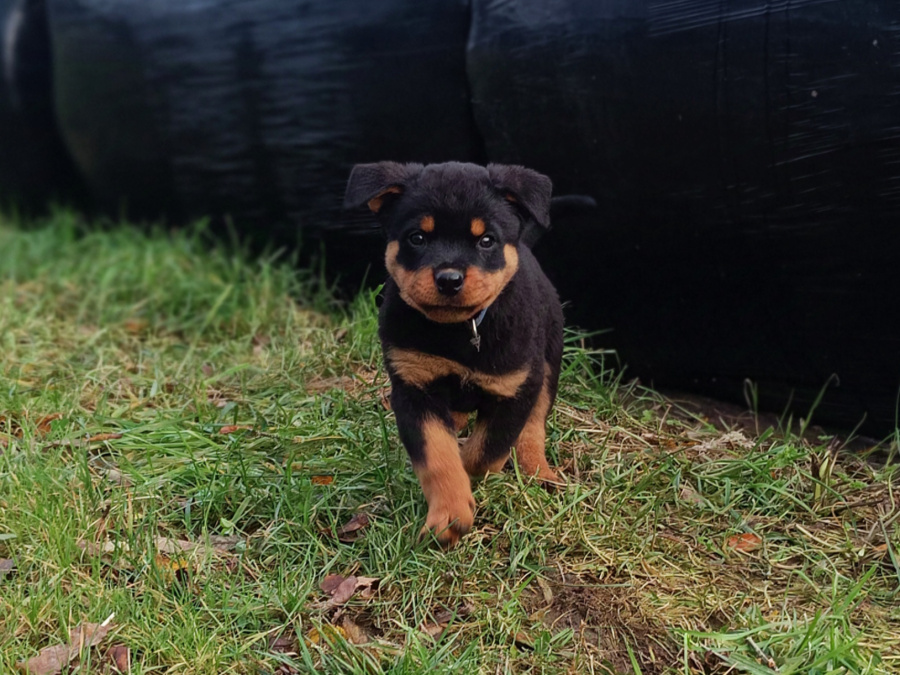 Rottweiler Puppies 2