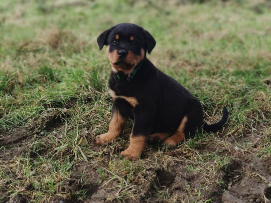 Rottweiler Puppies