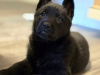 Top class German Shepherd pupps IKC reg 3