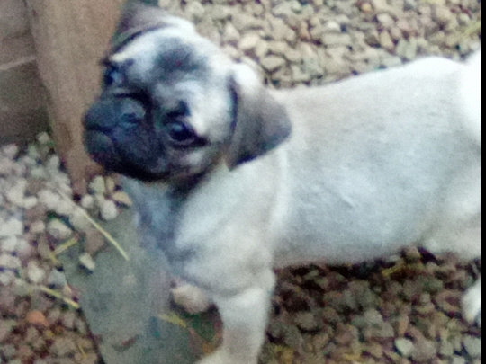 Pug puppy