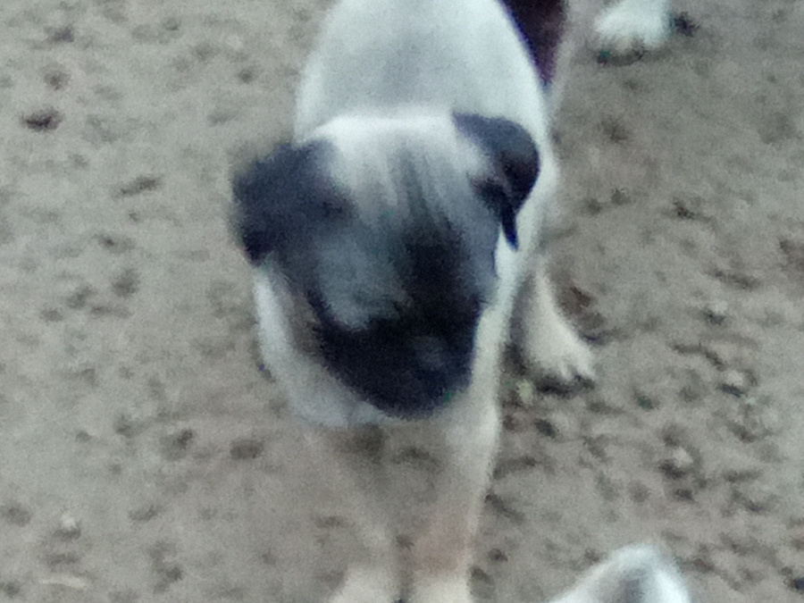 Pug puppy 5