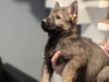 Top class German Shepherd pupps IKC reg 1