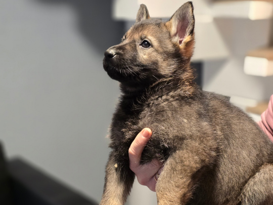 Top class German Shepherd pupps IKC reg