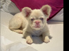 Visual pink full fluffy french bulldogs 1