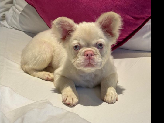 Visual pink full fluffy french bulldogs