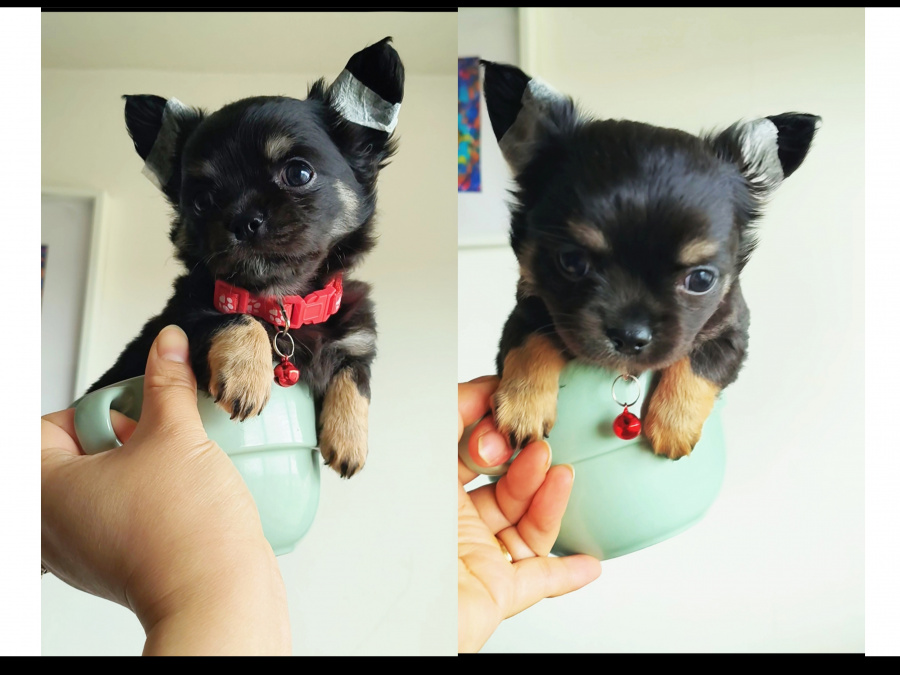 Purebred Chihuahua 4