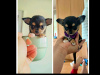 Purebred Chihuahua 3