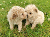 Poochon puppies 5