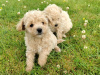 Poochon puppies 4