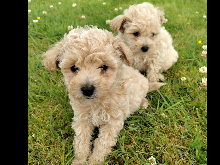 Poochon puppies 3
