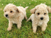 Poochon puppies 2