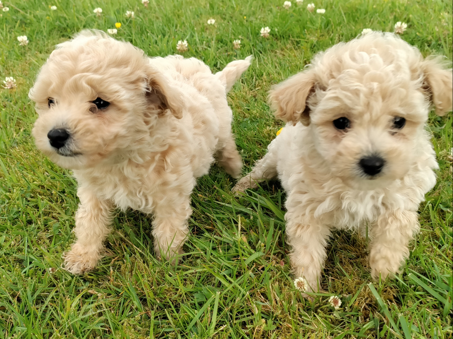 Poochon puppies 2