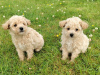 Poochon puppies 1
